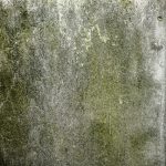 Schimmel an der Wand